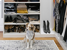 Dog sits in organized closet by California Closets