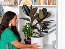 Plants inside white dresser | California Closets